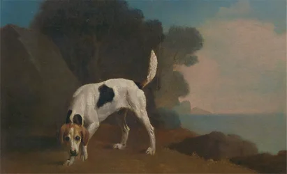 Perro de caza